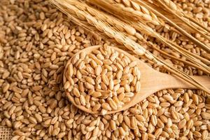 grãos e espigas de trigo da fazenda de agricultura orgânica. foto