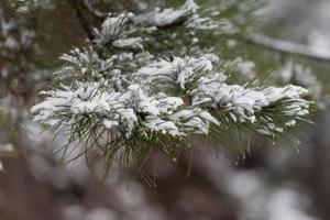 ramos de coníferas estão cobertos de neve. ramo de pinheiro em close-up de cristais de neve em um fundo de neve em um dia de inverno. foto