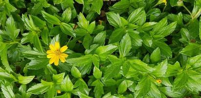 margarida indiana ou verão indiano ou rudbeckia hirta ou susan de olhos pretos foto