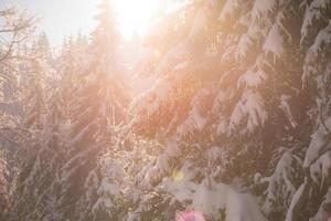 fundo de floresta de pinheiros coberto de neve fresca foto
