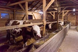 rebanho de vacas comendo feno em estábulo na fazenda de gado leiteiro foto