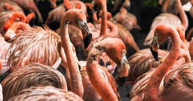 grupo de flamingos juntos no parque. foto