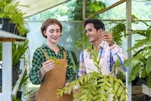 equipe de jardineiro está trabalhando dentro de estufa cuidando de samambaia suspensa vertical no centro de jardim de viveiro para o conceito de cultivador de plantas nativas e exóticas foto