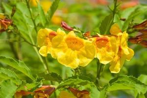 ancião amarelo, flor de trumpetbush florescendo no jardim da tailândia foto