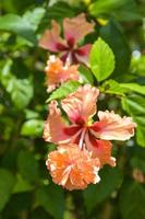 flores e pétalas de hibisco rosa estão em plena floração no jardim foto