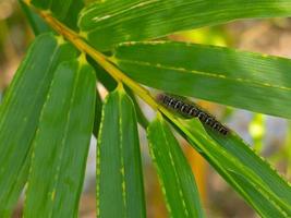 lagarta peluda pegando na folha verde em foco seletivo. foto