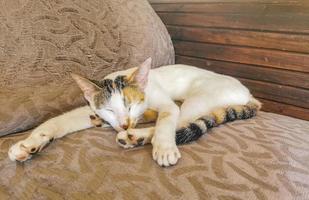 gato branco está cansado de se limpar dormindo no sofá do sofá. foto