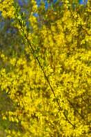 forsythia um belo arbusto de primavera com flores amarelas alemanha. foto