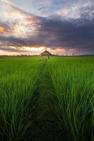 vista natural de campos de arroz e cabanas com céu nublado foto