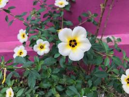 flores da margarida na planta verde com fundo rosa. queima-roupa foto