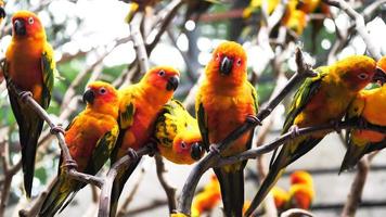 grupo de pássaros de conure sol segurando galhos juntos no zoológico.
