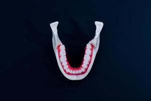 mandíbula humana inferior com modelo de anatomia de dentes e gengivas foto