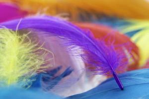 penas de ganso multicoloridas foto