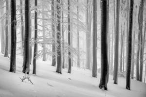 floresta de faias de inverno com neblina foto
