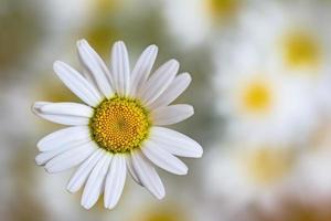 uma flor desabrocha margaridas foto