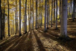floresta de faias ensolarada de outono foto