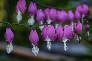 flor dicentra spectabilis foto