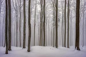 floresta de faias de inverno foto