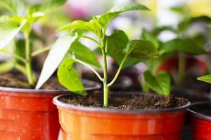 plantas de páprica em vasos no peitoril da janela foto