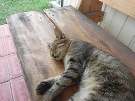 o gato encontra-se pacificamente em um dia quente de verão foto