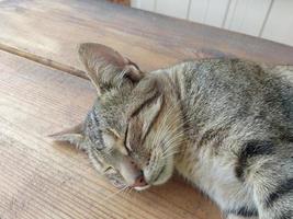 o gato encontra-se pacificamente em um dia quente de verão foto