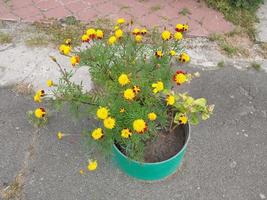 flores e plantas crescem no jardim da frente perto da casa na cidade foto