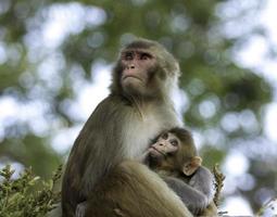 amamentando, macaco bebê, e, mãe, em, swayabunath, nepal