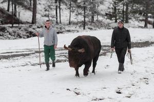 sussurra o touro lutador, um homem que treina um touro em um dia de inverno nevado em um prado da floresta e o prepara para uma luta na arena. conceito de touradas. foto