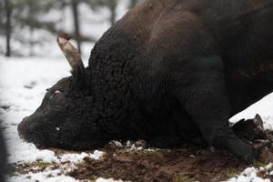 um grande touro negro apunhala seus chifres no chão nevado e treina para lutar na arena. o conceito de touradas. foco seletivo foto