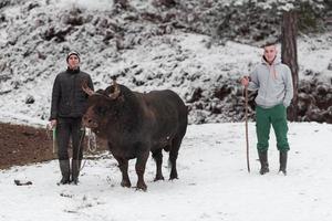 sussurra o touro lutador, um homem que treina um touro em um dia de inverno nevado em um prado da floresta e o prepara para uma luta na arena. conceito de touradas. foto