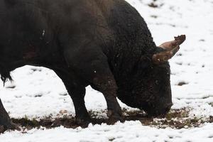 um grande touro preto na neve treinando para lutar na arena. conceito de touradas. foco seletivo foto