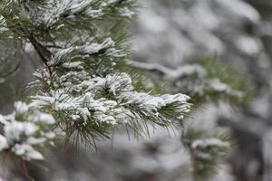 ramos de coníferas estão cobertos de neve. ramo de pinheiro em close-up de cristais de neve em um fundo de neve em um dia de inverno. foto