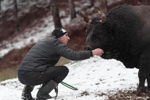 sussurra o touro lutador, um homem que treina um touro em um dia de inverno nevado em um prado da floresta e o prepara para uma luta na arena. conceito de touradas. foto