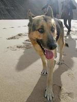 andando na praia com um cachorro foto