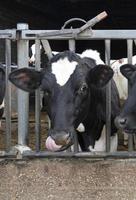 vaca olhando para a câmera durante o tempo de alimentação foto