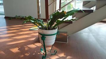 plantas em vasos perto das escadas foto