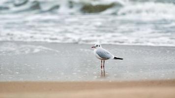 gaivota de cabeça preta na praia, conceito de solidão foto