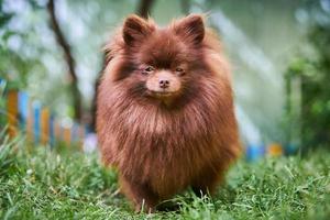 cão marrom spitz pomeranian no jardim foto