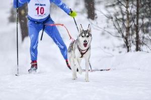 competição de skijoring de cães foto