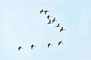 bando de pássaros, cisnes voando no céu azul em formação v foto