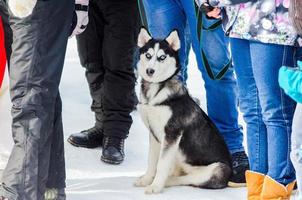 cachorrinho husky siberiano parado na multidão de pessoas e parecendo surpreso. treinamento de corrida de cães de trenó em clima frio de neve. cão de raça pura forte, fofo e rápido foto