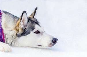 cão husky siberiano deitado na neve. feche o retrato de rosto ao ar livre. treinamento de corrida de cães de trenó em clima frio de neve. cão de raça pura forte, bonito e rápido para trabalho em equipe com trenó. foto