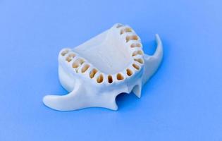 maxilar humano superior sem dentes foto