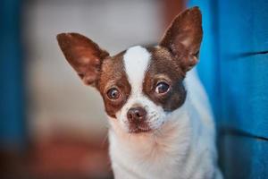 filhote de chihuahua, cachorrinho perto da varanda da casa foto