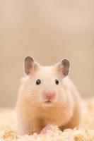 hamster dourado