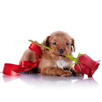 filhote de cachorro com um laço vermelho e uma rosa.