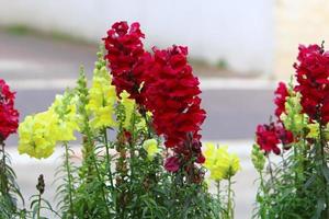 flores de verão em um parque da cidade em israel. foto