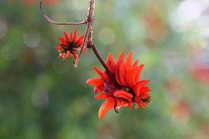 flores de verão em um parque da cidade em israel. foto