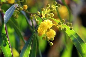 flores de verão em um parque da cidade em israel. foto