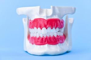 mandíbula humana com modelo de anatomia de dentes e gengivas foto